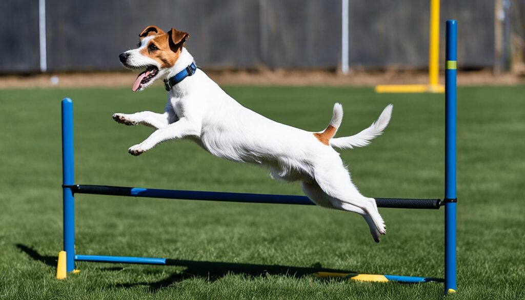 Training Parson Russell Terrier