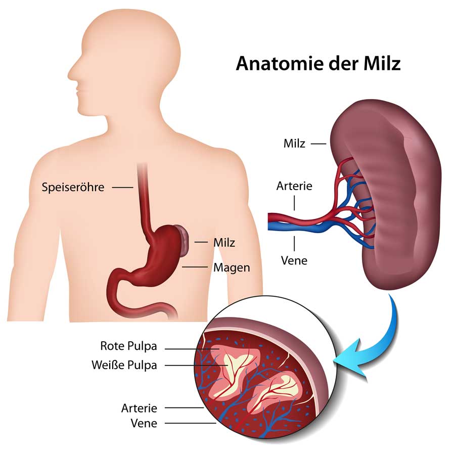 milz-anatomie