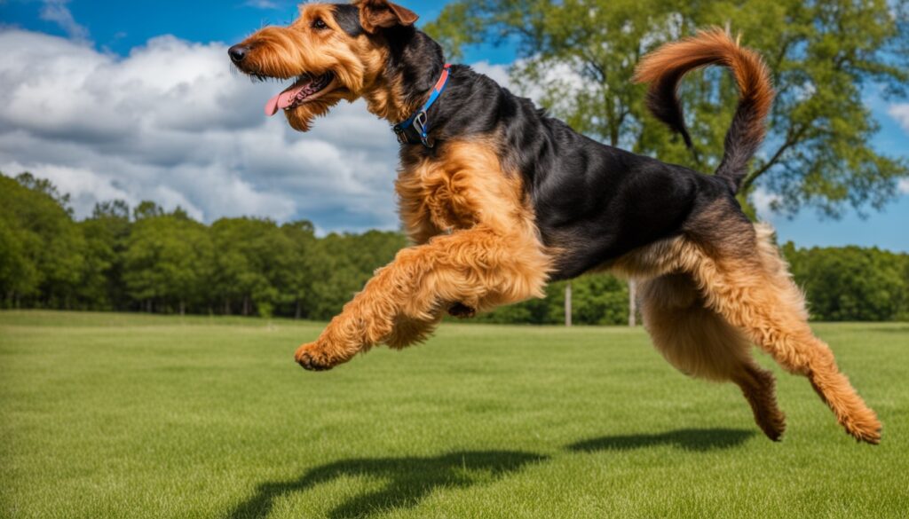 Airedale Terrier Aktivitäten