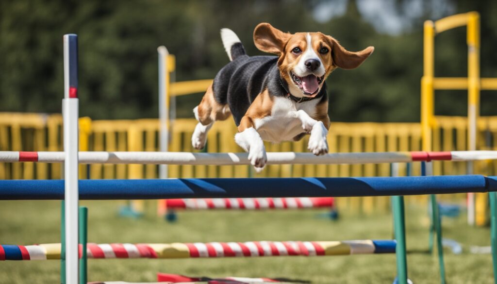 Beagle Aktivitäten und Hundesportarten