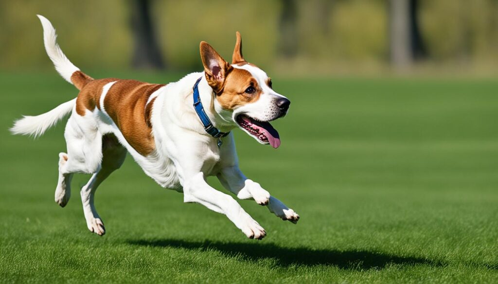 Hundeaktivitäten für Bordeauxdoggen