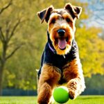 Hunderasse Airedale Terrier