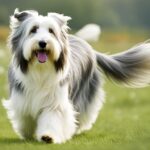 Hunderasse Bearded Collie