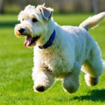 Hunderasse Irish Soft Coated Wheaten Terrier