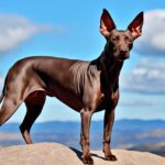 Hunderasse Xoloitzcuintle