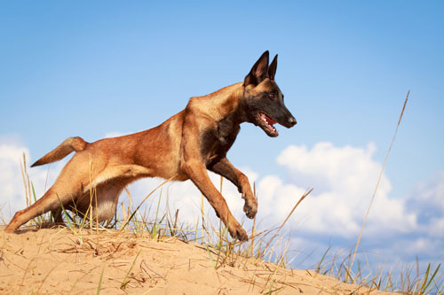 Hunderasse Belgischer Schäferhund