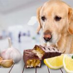 giftige-lebensmittel-fuer-hunde