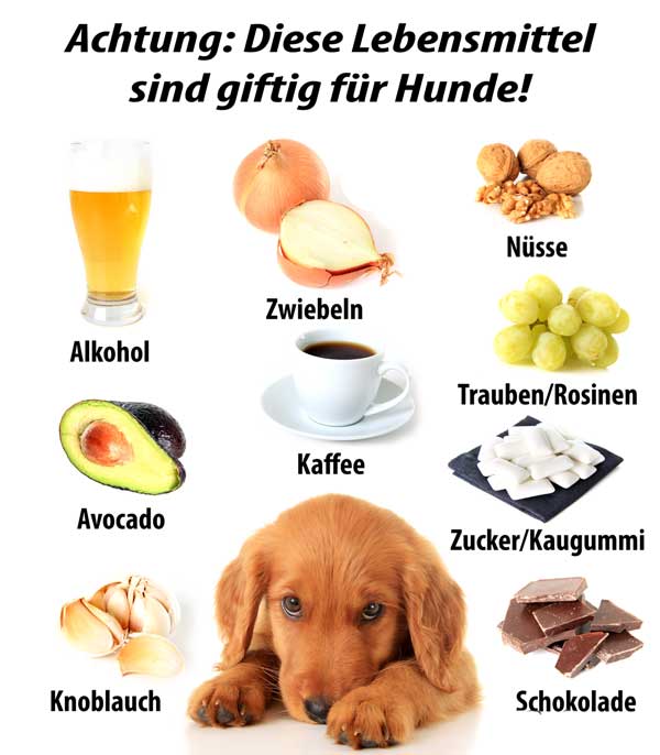 giftige-lebensmittel-hund