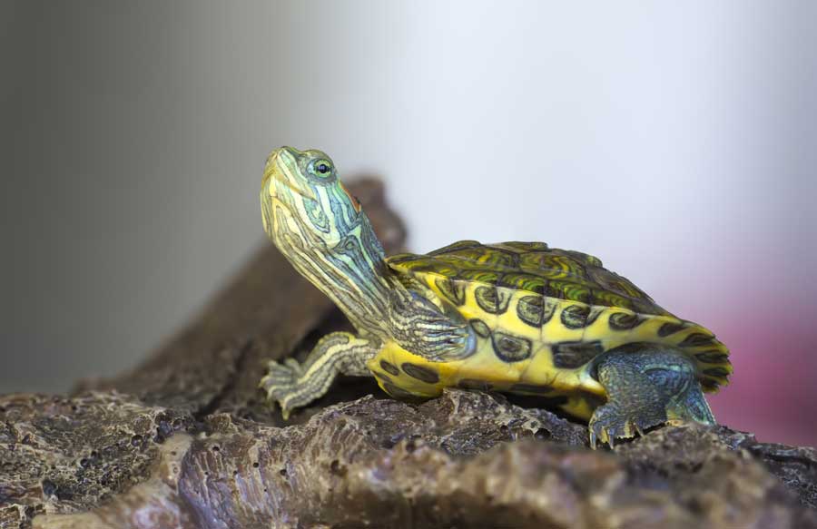 mini-schildkroeten